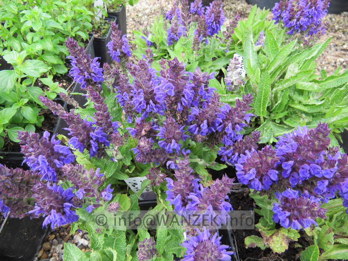 Salvia nemorosa Marcus 02.JPG